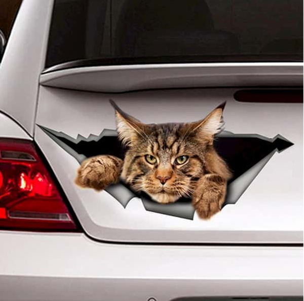 Maine Coon car sticker with tearing effect design
